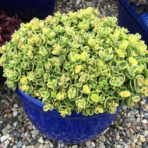 Rozchodnik Sunsparkler Lime Zinger (C2)