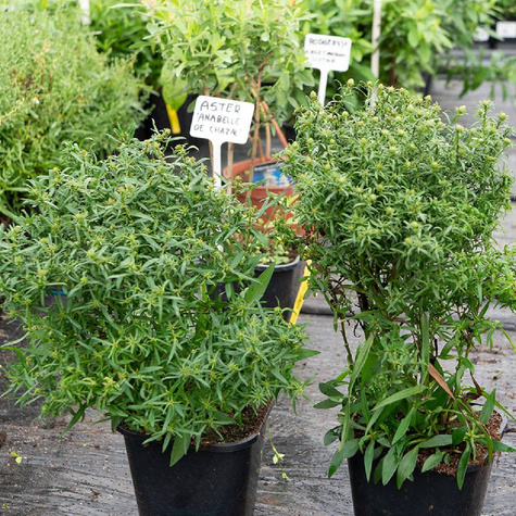 Aster krzaczasty Wood's Pink fioletowy (P9)