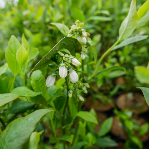 Borówka amerykańska Sierra średniowczesna (C2)