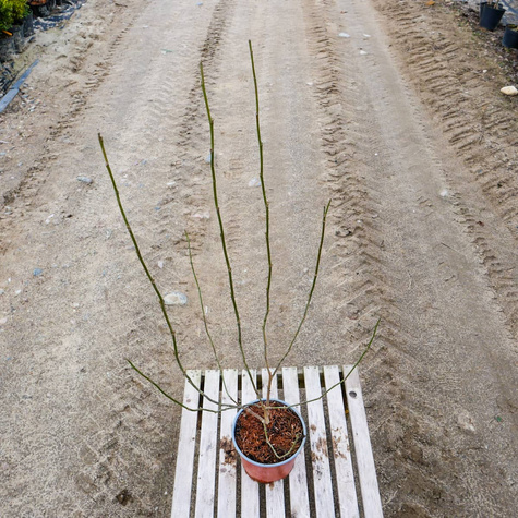 Magnolia purpurowa Nigra (C2)