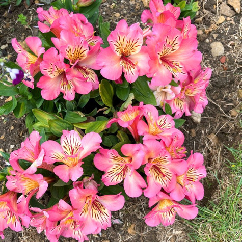 Alstremeria ogrodowa Sunshine (C2)