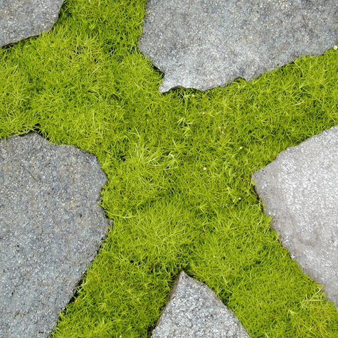 Karmnik ościsty Lime (C2)