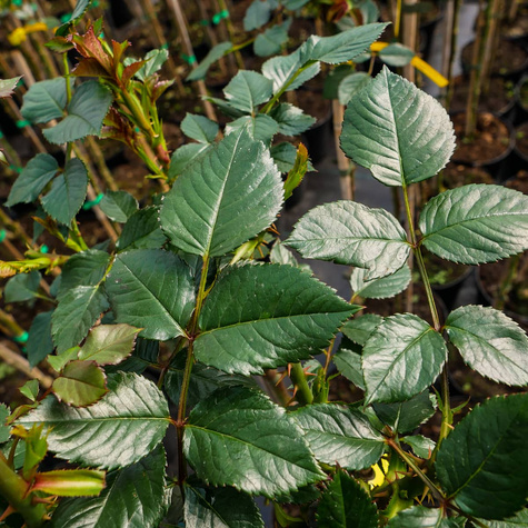 Róża szczepiona na pniu dwubarwna biało-różowa