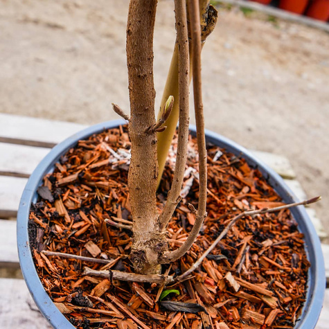 Kalina japońska Cascade (C2)