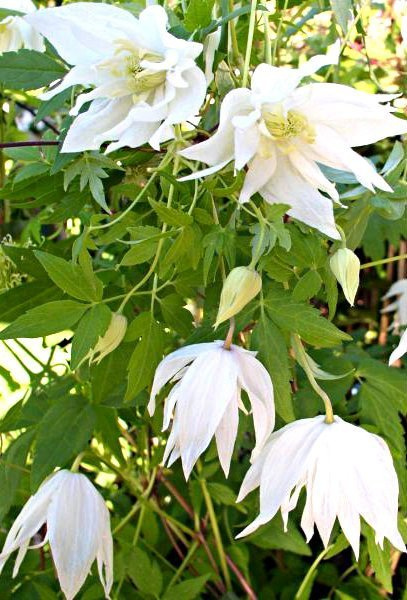 Powojnik Clematis botaniczny Albina Plena
