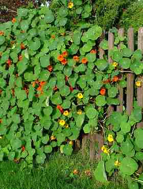 Nasturcja wysoka/pnąca mix 3g Spójnia