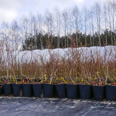 Borówka amerykańska Chippewa niska (C2)