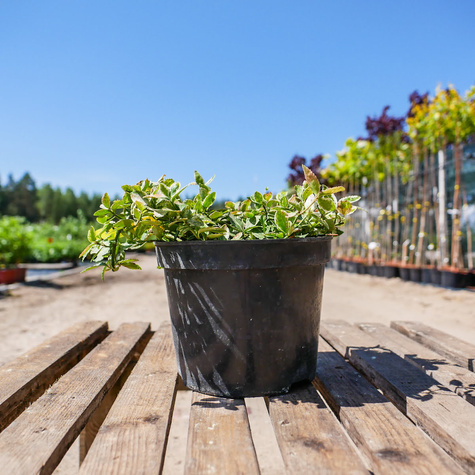 Trzmielina Fortune'a Harlequin (C2)