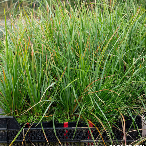 Sesleria Heuflera o czarnych kłosach (C2)