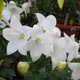 Rozwar wielkokwiatowy White (C2)