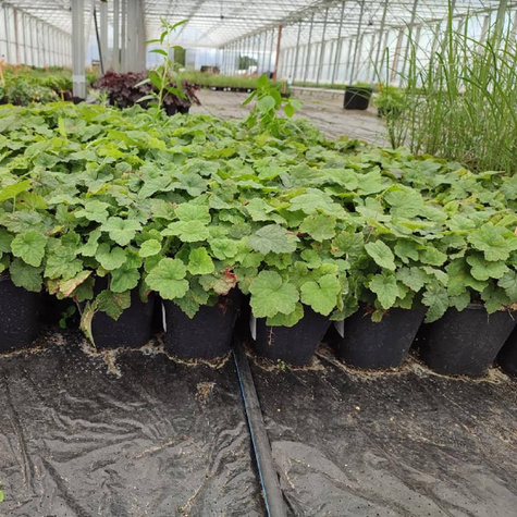 Tiarella sercolistna (C2)