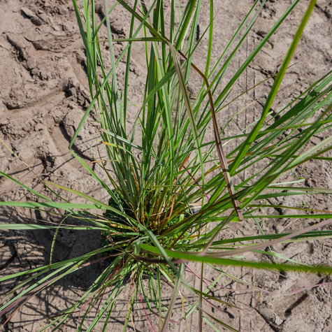 Palczatka miotlasta (C2)