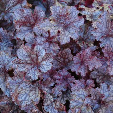 Żurawka ogrodowa Plum Pudding Purpurowo-srebrna (C2)