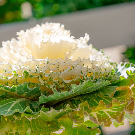 Kapusta Ozdobna biała Karbowana SADZONKA Królowa Jesieni