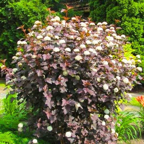 Pęcherznica kalinolistna Red Baron (C2)