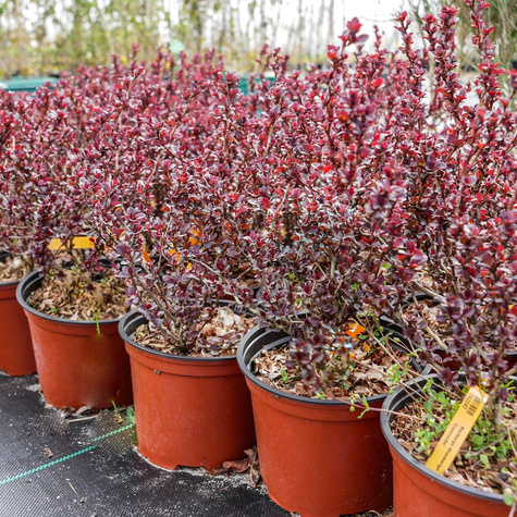 Berberys Thunberga Concorde (C2)