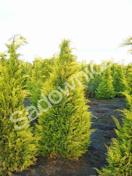 Cyprysik Lawsona Whinston Churchil