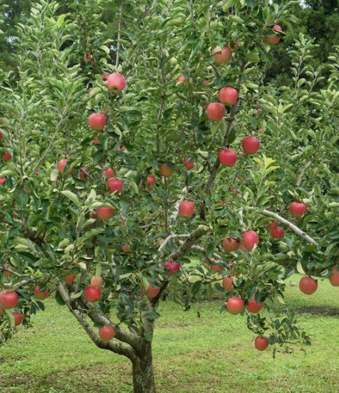 Jabłoń Lired Plant Pack