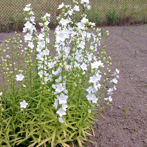 Dzwonek brzoskwiniolistny Takion F1 White (C2)