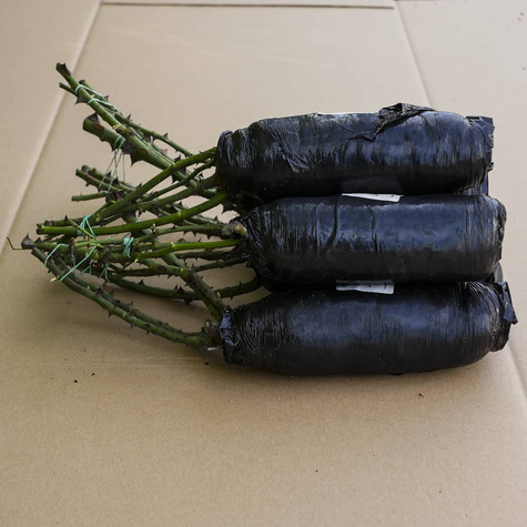 Róża wielkokwiatowa Stortebeker czerwona balot