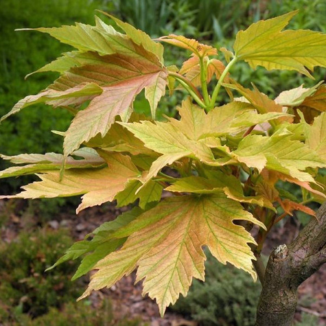 Klon Jawor Brilliantissimum (C2)