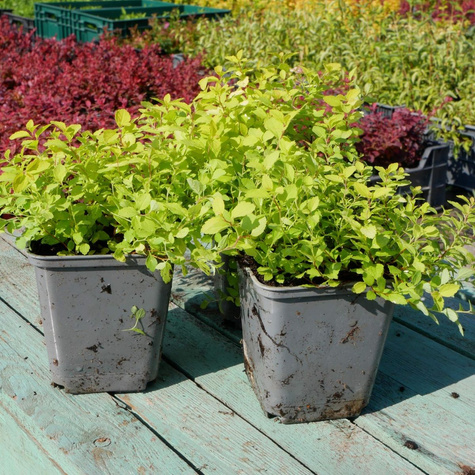 Tawuła japońska Golden Carpet (P9)