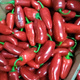 Papryka Ostra Jalapeno czerwona ostra 0,3g