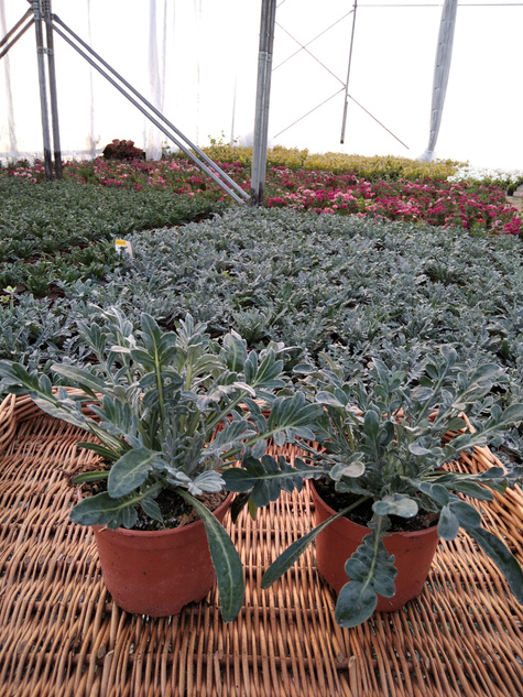 Gazania Srebrne Liście Kwiaty Otwarte w dzień Zamknięte noc "Śpiochy" Mix kolorów SADZONKA