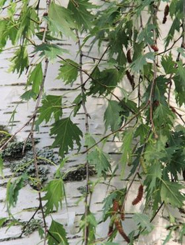 Brzoza brodawkowata Crispa (C2)