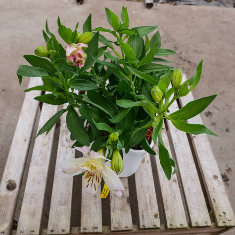 Alstremeria ogrodowa Times Valley (C2)