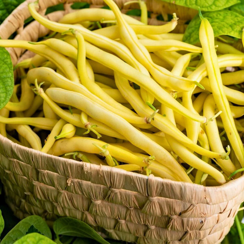 Fasola zwykła karłowa - szparagowa Lotos 50g