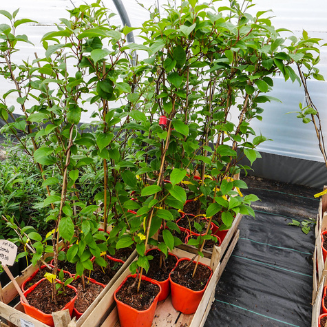 MINI KIWI Aktinidia ostrolistna Weiki żeńska