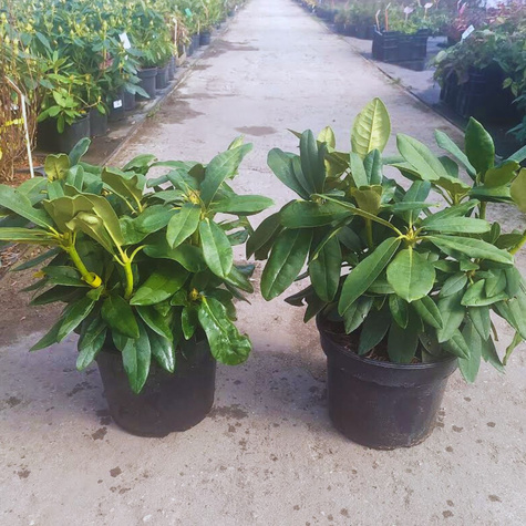 Rododendron Fantastica