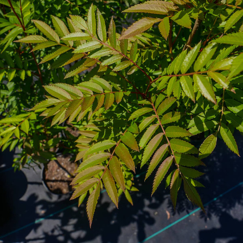 Jarząb kolumnowy żółtoowocowy (C2)