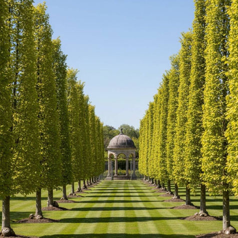 Buk Dawyck Gold Szczepiony