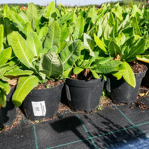 Pierwiosnek ząbkowany Prom White (C2)