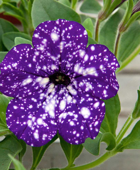 Surfinia fioletowa Gwieździste Niebo Night Sky NOWOŚĆ