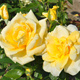 Róża wielkokwiatowa żółta Landora (C2)