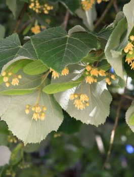 Lipa srebrzysta Tilia Tomentosa (C2)