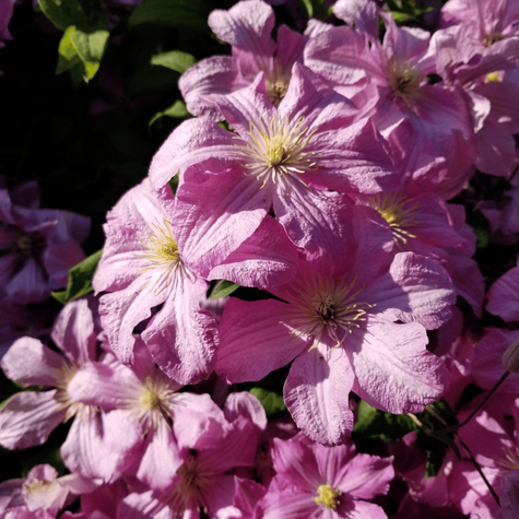 Powojnik Clematis wielkokwiatowy Danuta (C2)
