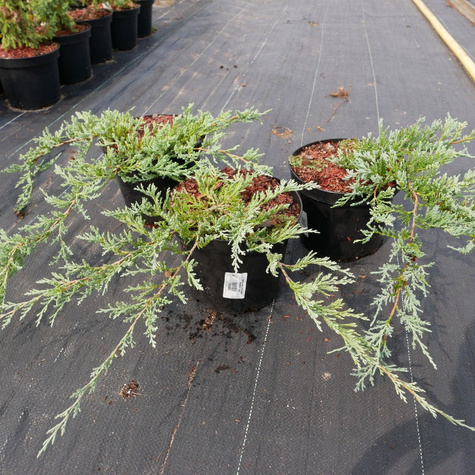 Jałowiec płożący Glacier (C2)