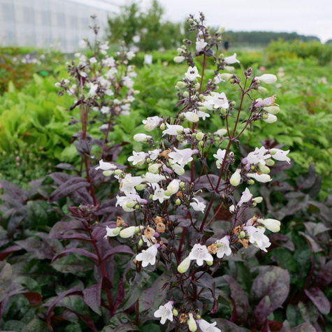 Penstemon palczasty Onyx and Pearls (C2)