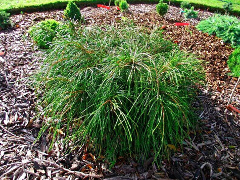 Thuja Tuja Żywotnik olbrzymi Whipcord