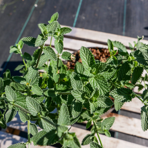 Kocimiętka Faassena Six Hills Giant