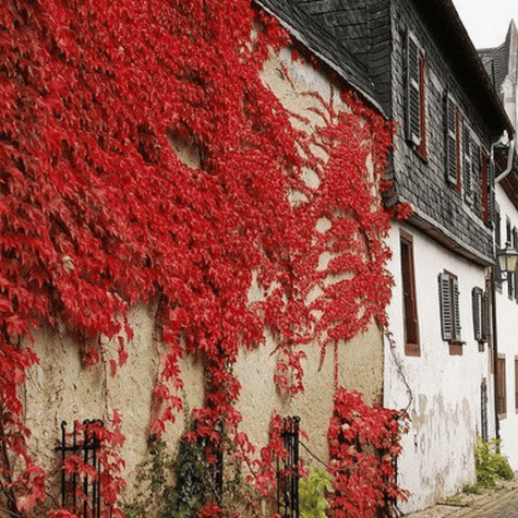 Winobluszcz pięciolistkowy Murorum (C2)