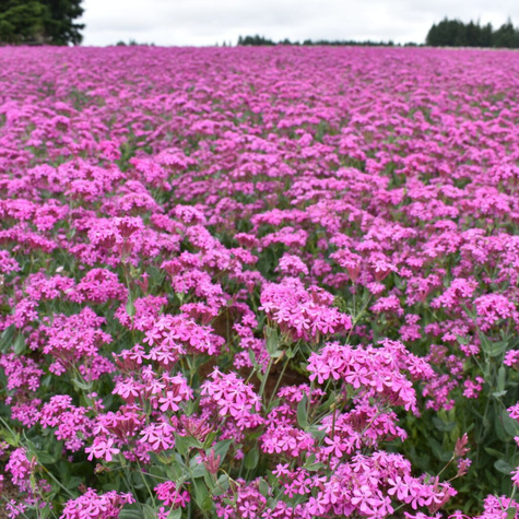 Firletka smółka (C2)