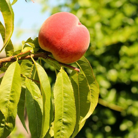 Brzoskwinia Jerseyland Plant Pack