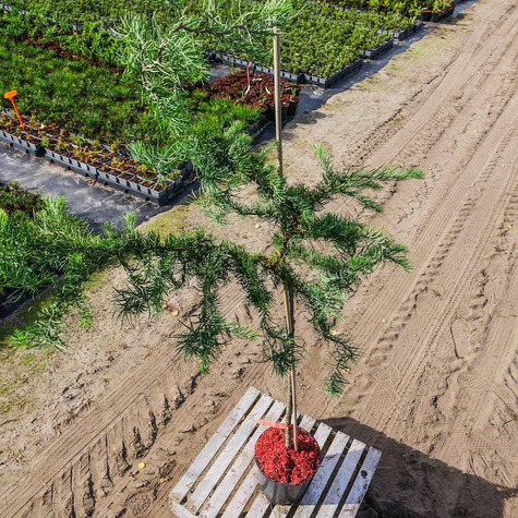 Modrzew japoński Diana pokręcony jak EGZOTYCZNY