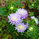 Aster chiński książęcy niebiesko-fioletowy 0,5g