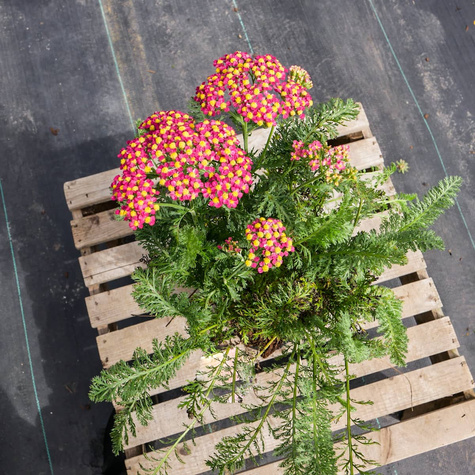 Krwawnik ogrodowy Milly Rock Cherry